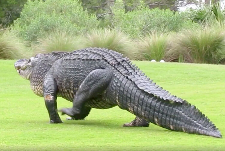 Alligator golfbaan